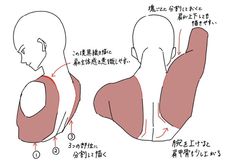 the image shows two anatomical diagrams focusing on the back muscles, particularly how they engage when the arm is raised. the diagrams are simplified, using color blocks to represent muscle groups rather than detailed anatomical rendering. japanese text accompanies the diagrams, explaining the movement and muscle engagement.