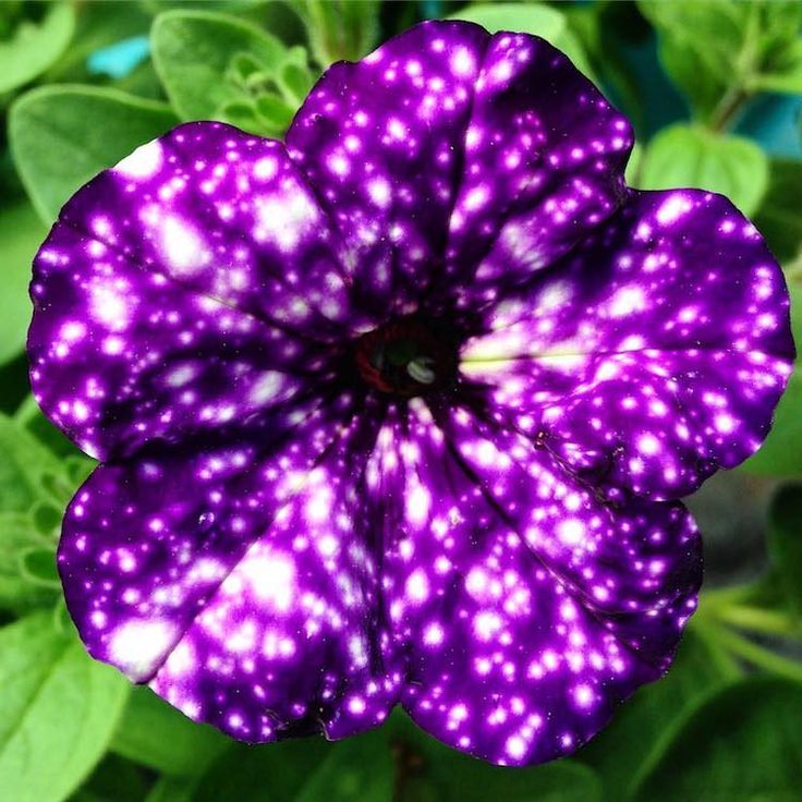 a closeup shot of a stunning purple petunia flower with white spots, resembling a galaxy. the flower is in full bloom with vibrant petals. green leaves surround the flower.
