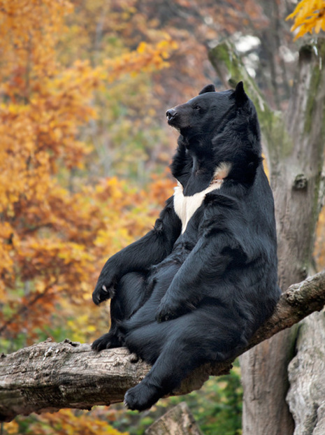 a black bear sitting on a tree branch in the autumn forest. the bear is looking up and its fur is shiny and black. the leaves on the trees are brown and orange. the bear is in the foreground and the leaves are in the background. the tree trunk is brown and has a rough texture. the bear is a wild animal that lives in forests and woods. it is a solitary animal that spends most of its time alone. it is a powerful animal that is known for its strength and intelligence.