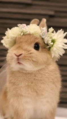 a close up image of a cute fluffy bunny wearing a crown of white flowers and is looking to the side. the bunny has brown fur and whiskers. it has large brown eyes and a small nose. the background is a blurred wooden slat wall.