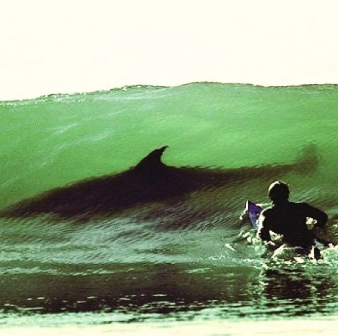 the image shows a surfer in a wave with a large, dark shadow resembling a shark underneath, creating a sense of immediate danger. the surfer is wearing a wetsuit and holding a board, seemingly unaware of the potential threat lurking in the water. the wave is green and translucent, allowing the shadow to be visible.