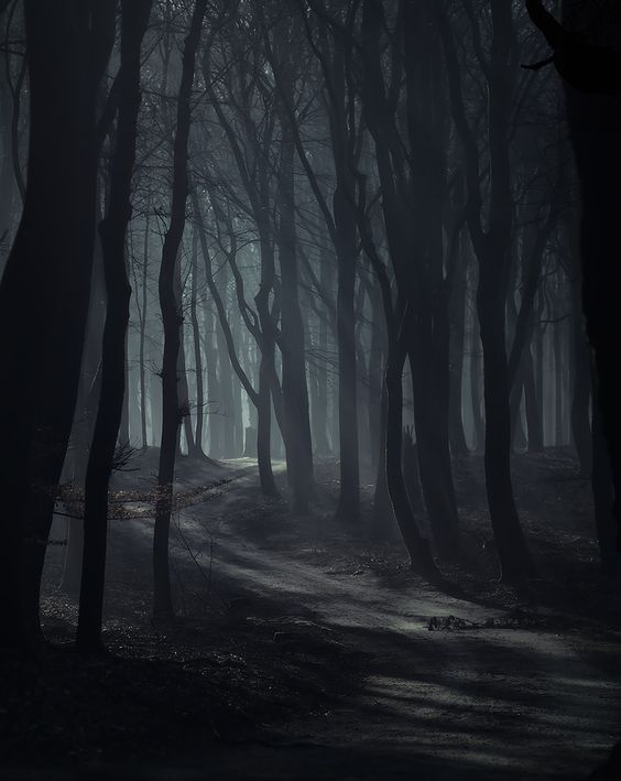 a dirt path curves through a dense forest shrouded in mist. the trees are dark and silhouetted against the fog, creating a sense of depth and mystery. the low lighting adds to the overall eerie atmosphere.