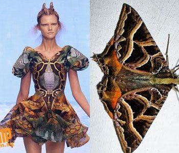 a woman in a fashion dress with an animal skin pattern stands on the left. on the right is a butterfly with colorful wings.  both the dress and the butterfly have a similar pattern.