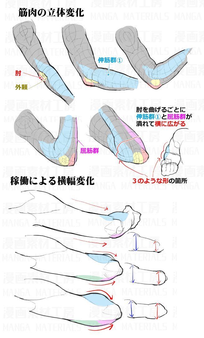 an anatomical drawing of an arm bending at the elbow. the drawing shows how the muscles change shape as the arm bends. japanese text labels different parts of the arm.