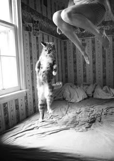 a black and white photo of a cat standing in a bedroom while a woman is jumping over the bed in the background. the woman is wearing a white shirt and shorts. the cat is looking at the camera and the woman is looking down at her feet. the bedroom is welllit and the furniture is neatly arranged. the image is taken from a low angle.
