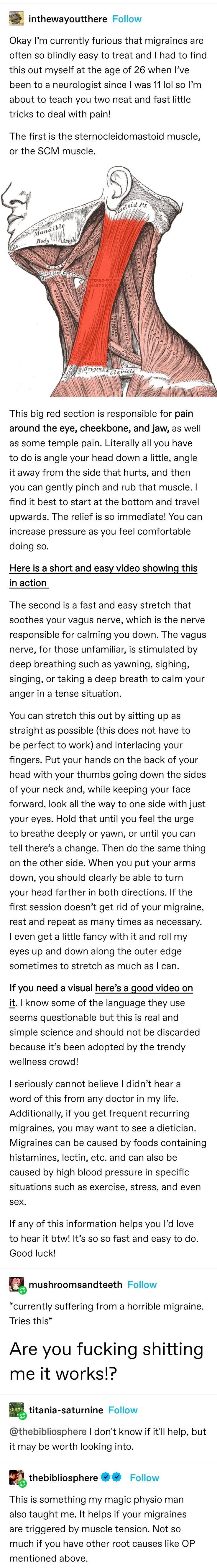 a screenshot of a tumblr post with tips to help with migraines. the first tip involves pinching and rubbing the sternocleidomastoid muscle, or the scm muscle, which is shown in an illustration in the post. the second tip involves stretching the vagus nerve. the post includes a comment from someone saying that the tips are working for them. there are also other comments that say that a physio taught them the same tips.