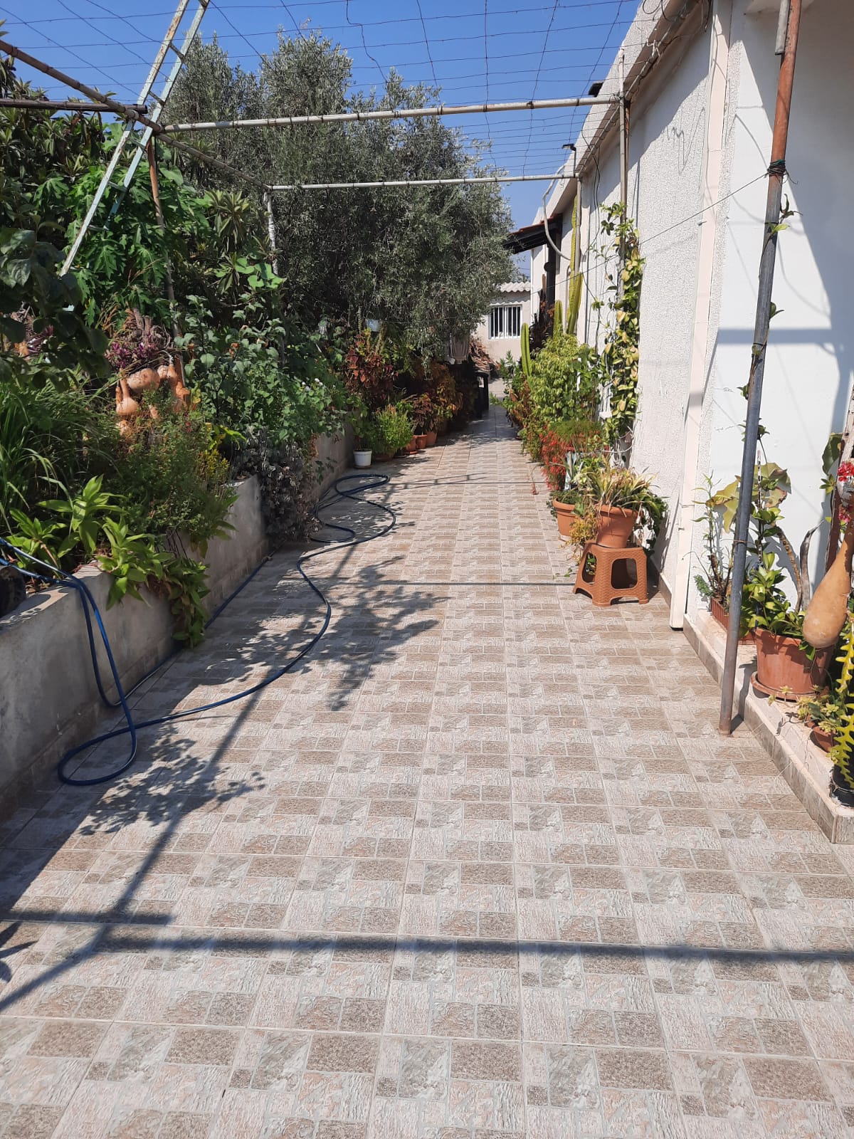 a view of a tiled path flanked by plants and flower pots, with a pergola structure above and a building on the right. a blue hose lies on the left side of the path. the scene is bathed in sunlight, creating shadows on the ground.