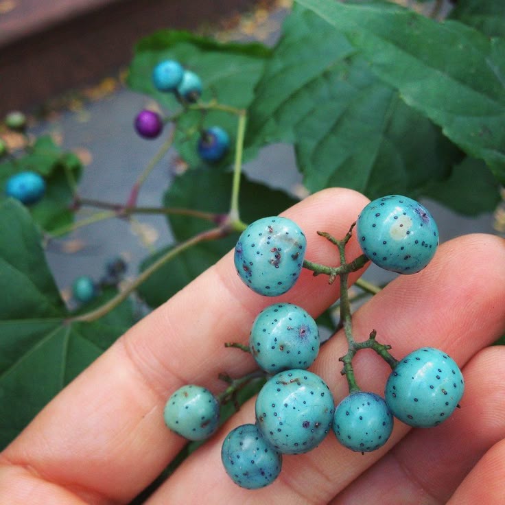 a closeup shot of a person's hand holding a cluster of porcelain berries, also known as ampelopsis brevipedunculata. the berries are various shades of blue and purple with dark speckles, growing on a vine with green leaves. more berries and foliage can be seen in the background.