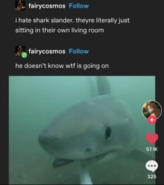 this image is a meme about sharks. the top half of the image is a textbased meme, which reads: "i hate shark slander. they're literally just sitting in their own living room. he doesn't know wtf is going on."  the bottom half of the image is a picture of a shark, looking at the camera with a blank expression.  the image is meant to be funny, because it pokes fun at the idea that sharks are dangerous and scary.