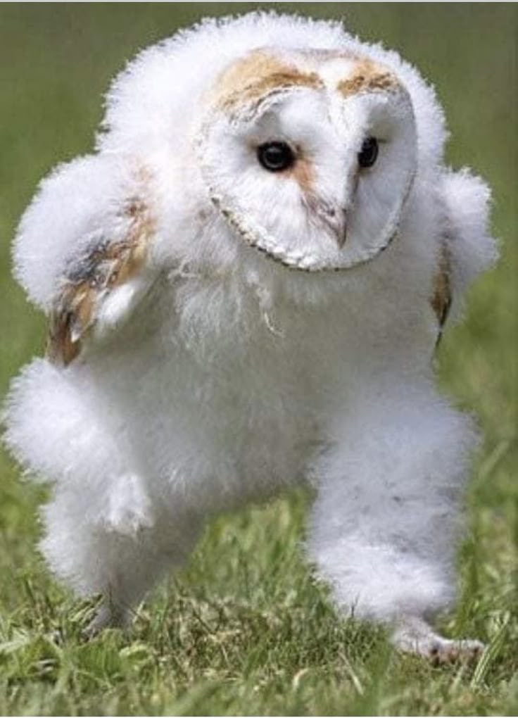 a fluffy baby barn owl walks through green grass in an outdoor setting. the owl has white plumage with some brown markings on its head and wings. it is standing with its legs visible and its fluffy feathers covering its body. the background is a blurred green of grass and foliage.