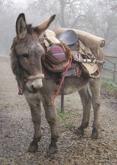 a donkey stands on a gravel trail, loaded with saddlebags and supplies. the surrounding forest is shrouded in fog, creating a misty and atmospheric scene.