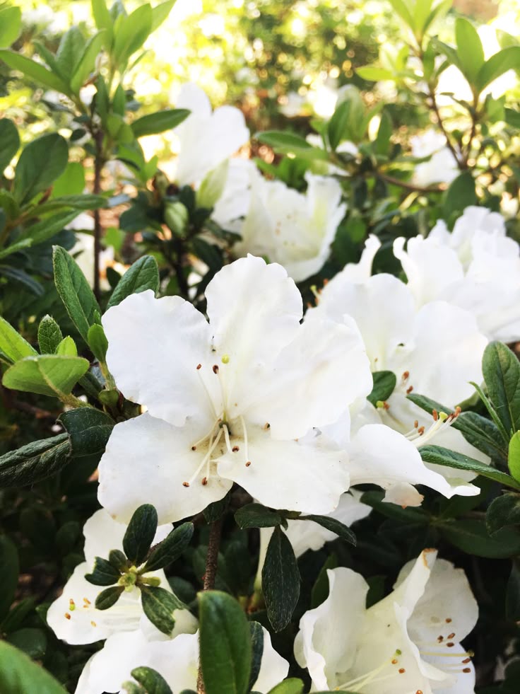 a closeup photograph shows a cluster of white azalea flowers surrounded by green leaves. the flowers are the main focus of the image, with their delicate petals and visible stamen. the green leaves provide a backdrop, highlighting the purity of the white flowers. the lighting suggests an outdoor setting, possibly a garden.