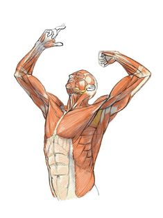 this is an anatomical illustration of a man flexing his muscles. the drawing highlights the muscular structure of the male body, showcasing detailed rendering of muscle groups.