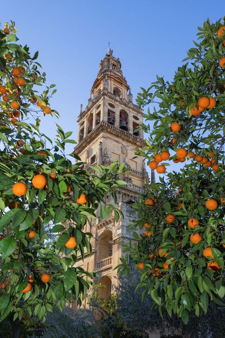 this image shows a tall, weathered tower framed by vibrant orange trees. the tower, likely part of a historic site like a cathedral or mosque, showcases intricate stone architecture with arches, bells, and a multitiered structure that reaches towards the clear blue sky. the orange trees in the foreground are laden with ripe oranges and lush green leaves, providing a natural and colorful contrast to the aged stone of the tower. the composition creates a juxtaposition of nature and architecture, highlighting the beauty of both. the place appears to be the cordoba mezquita cathedral.