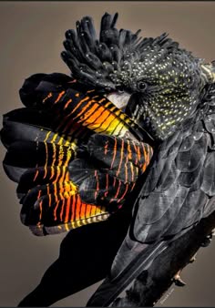 a close up view of a black cockatoo's head. the bird is looking to the right of the frame. its feathers are a vibrant orange and yellow, while its body is black. its eye is visible and the beak is slightly open. the cockatoo appears to be in its natural habitat.