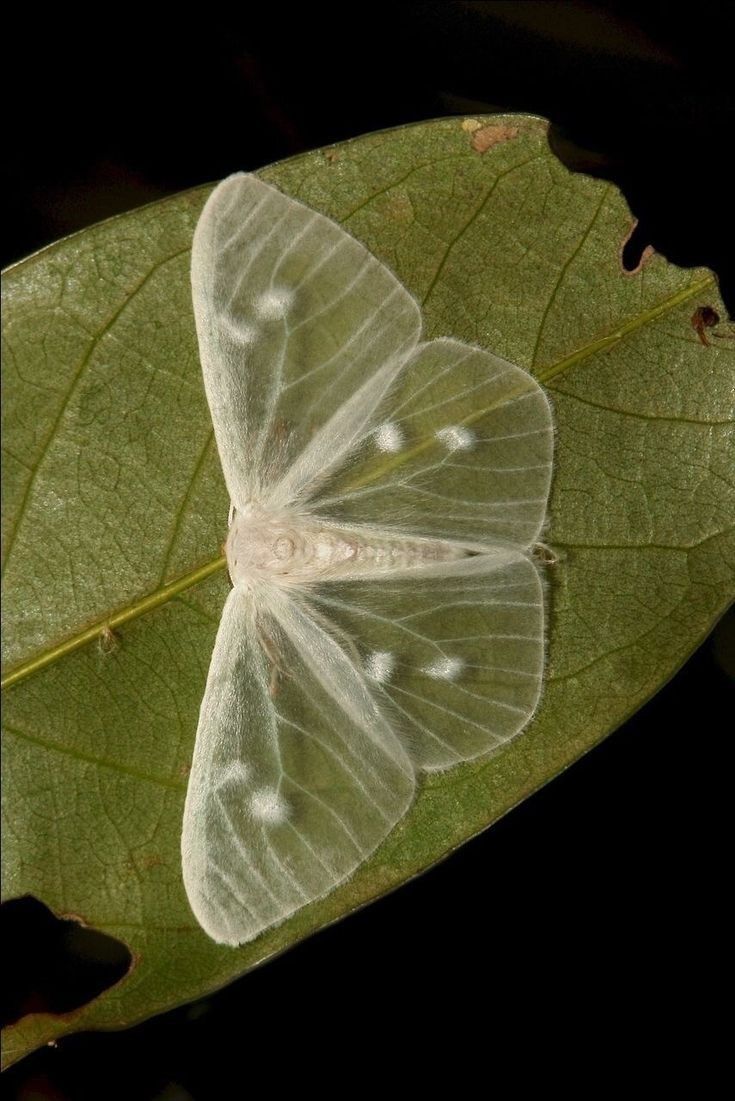 a transparent moth with white spots on its wings is resting on a green leaf.