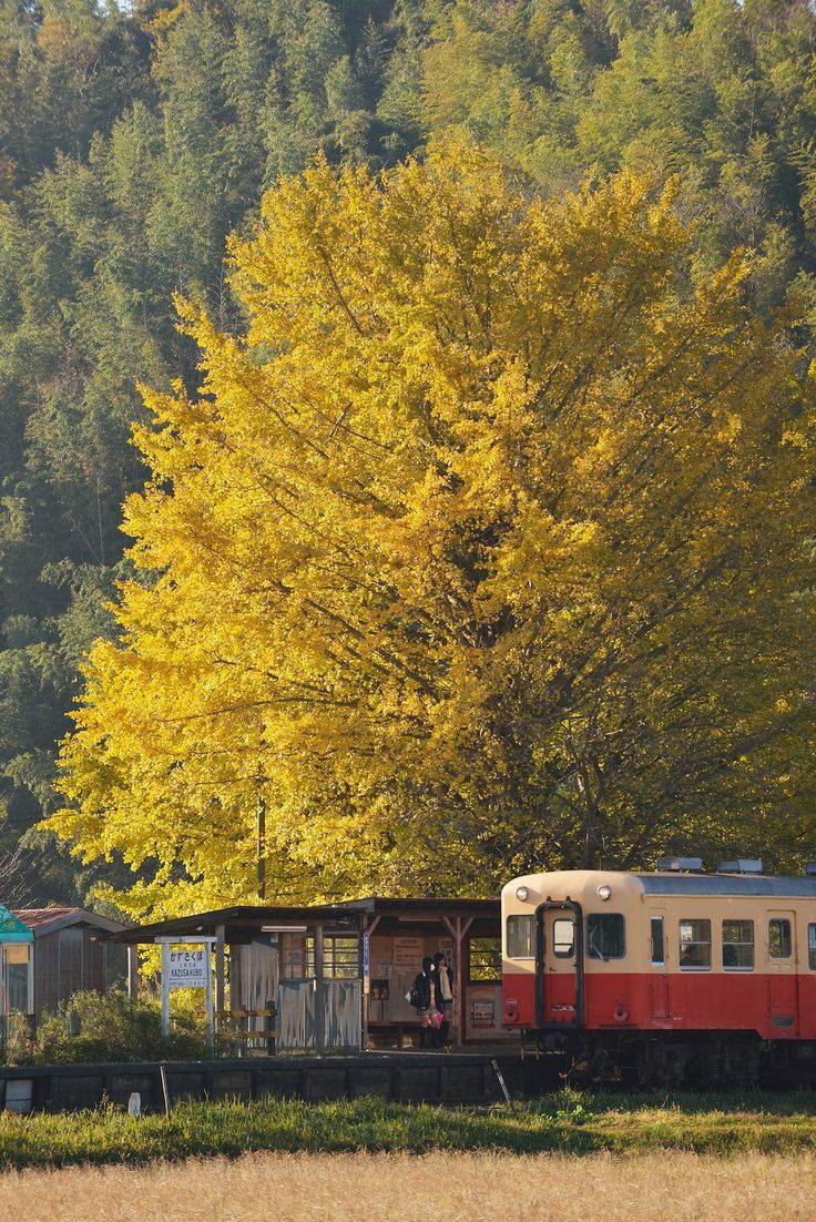 a scenic view features a vintage train parked next to a small train station. a large tree with vibrant yellow leaves dominates the background, indicating it is autumn. the train station is simple and rustic, adding to the rural charm of the scene. a grassy field is in the foreground.