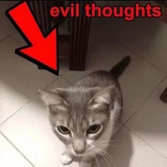a gray and white cat with big eyes is sitting on the floor looking up at the camera. there is a red arrow pointing down at the cat from the top of the image with the words "evil thoughts" written above it. the image is a meme and is likely intended to be humorous.  the cat looks mischievous, as if it is thinking of something naughty.