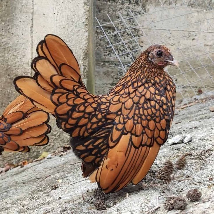 a golden sebright chicken stands on a concrete surface. the chicken is facing right, and its feathers are a mix of golden brown and black. there are also some small pinecones on the concrete.