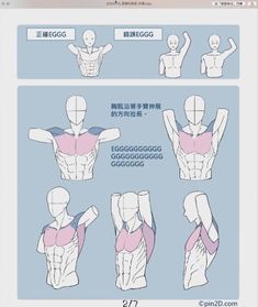 the image is an instructional guide for drawing the male torso. it showcases various perspectives and poses, focusing on muscle definition and structure. the guide emphasizes the eggshaped form of the ribcage, providing a simplified visual aid for artists.