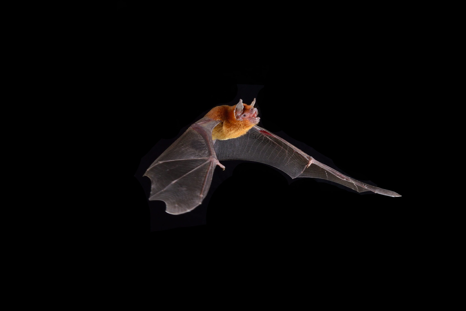 a closeup shot of an orange bat in flight against a pure black background. the bat's wings are fully extended, showing intricate detail of the membrane and bone structure. the bat's fur is a rich orange color, and its features are clearly visible.  the image is sharply focused, highlighting the texture of the fur and wings.