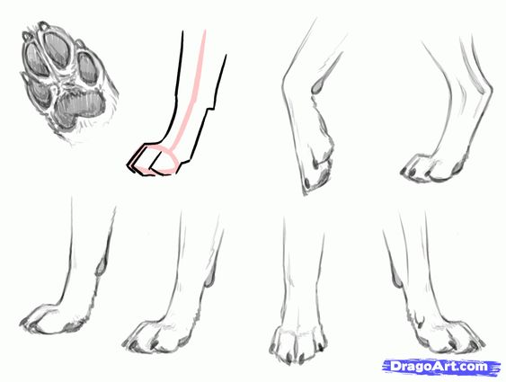 the image shows a stepbystep guide on how to draw dog paws and legs from different angles. it includes examples of a paw print, side view of a paw with bone structure, and front and side views of dog legs in various positions.