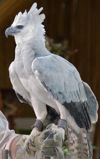 a grey and white harpy eagle perches on a gloved hand. the bird has a sharp beak and a crest of feathers on its head. it is wearing leather cuffs on its legs.