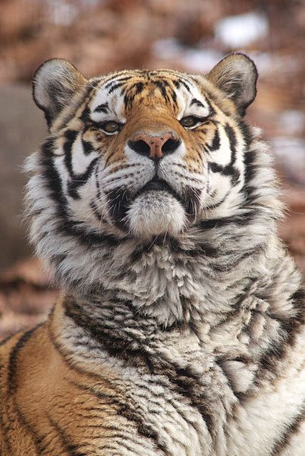 a closeup portrait of a tiger looking up with its mouth slightly open showing its sharp teeth. the tiger has a thick coat of orange, black, and white fur. the tiger's face is focused in the image with its bright, piercing eyes. the background is blurred, making the tiger the main subject of the image. the tiger looks majestic and powerful in the image. the image captures the beauty and power of this magnificent creature.
