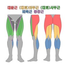 the image illustrates the muscle anatomy of the legs, highlighting different muscle groups. it includes front, side, and rear views of the legs, with each muscle group depicted in a distinct color.  the korean text at the top labels the muscle groups.