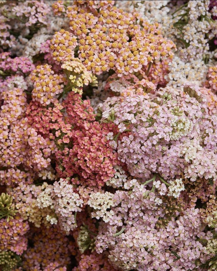 the image shows a closeup of a cluster of yarrow flowers (achillea millefolium) in various shades of pink, peach, and white. the flowers are small and tightly packed together, creating a dense and colorful display. the photo captures the delicate nature of the blossoms and the natural beauty of the garden setting.