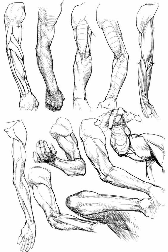 a detailed line drawing of human arms. the image showcases different angles and poses, focusing on the musculature of the arms, from the biceps and triceps to the forearms, wrists, and hands. the drawings are realistic and demonstrate a strong understanding of human anatomy. the artist has used hatching and crosshatching techniques to create depth and dimension in the drawings. this illustration serves as a valuable resource for artists and anatomy enthusiasts alike.