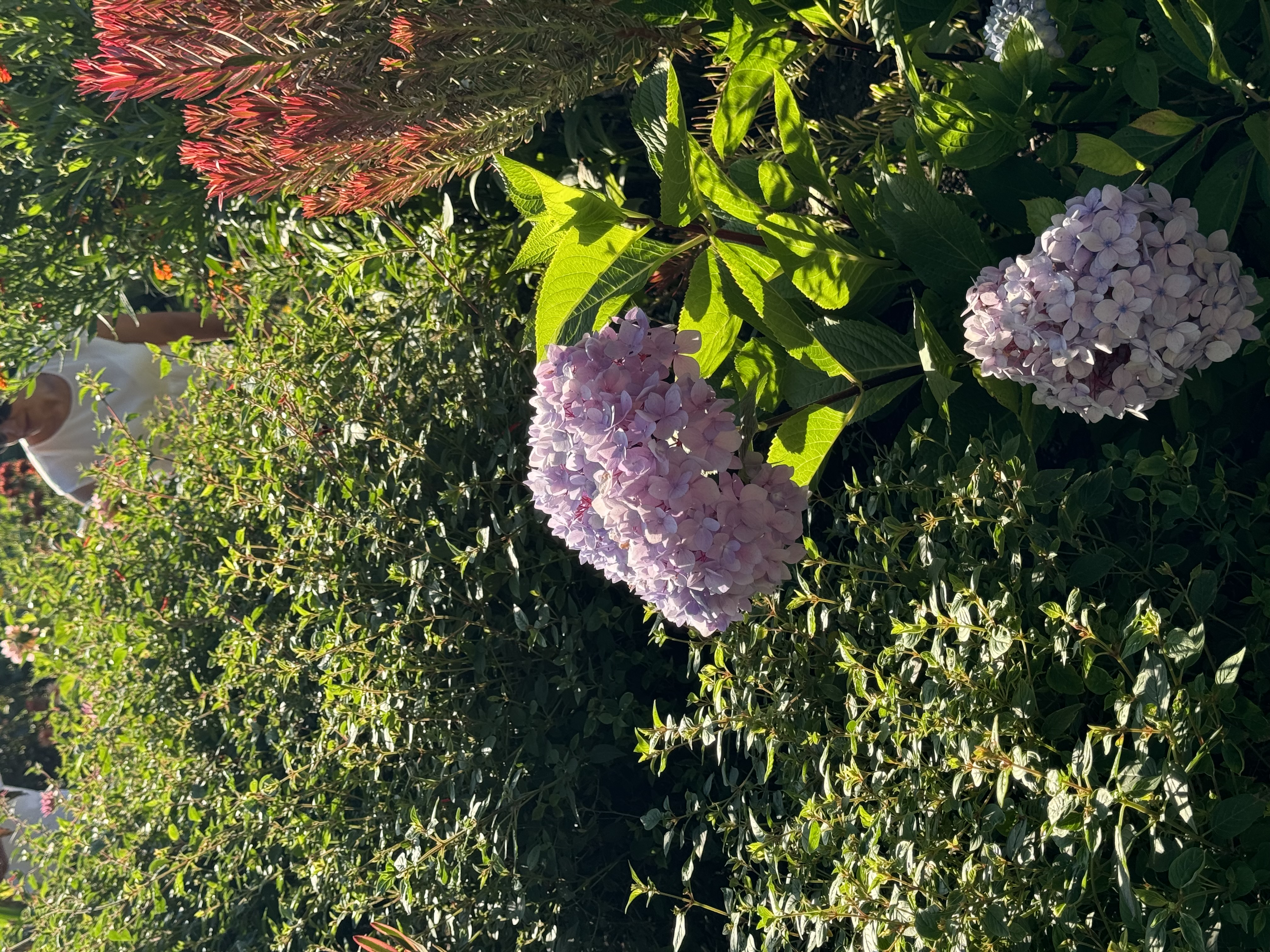 this is a photo of light purple hydrangeas in full bloom in a lush garden setting. the photo is taken at eye level, capturing the beauty of the flowers amidst the greenery. there's a woman wearing a white tshirt in the background who's out of focus. the lighting is natural, suggesting a sunny summer day.