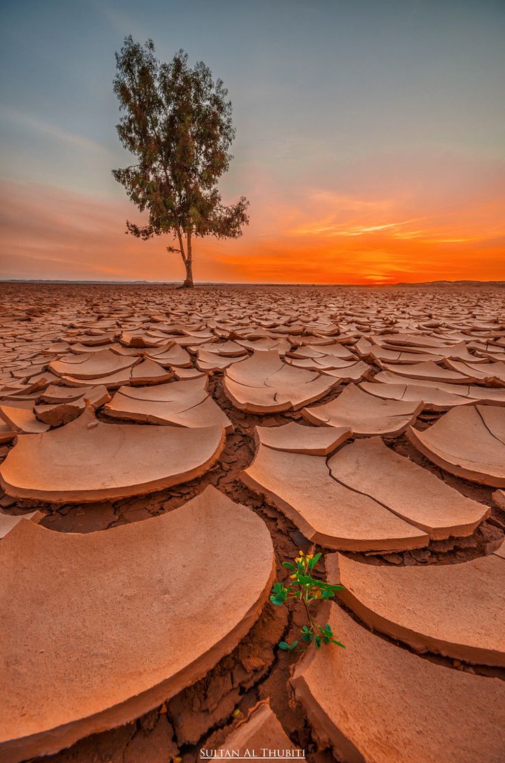 a lone tree stands in the middle of a cracked and dry desert landscape, with a beautiful orange sunset in the background. the tree's resilience in the face of a harsh environment highlights the struggle and beauty of nature.