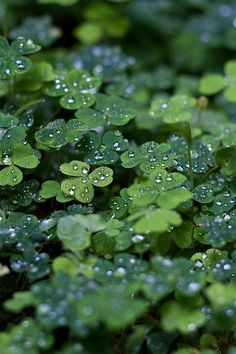 the image shows a closeup view of clovers covered in water drops. the clovers are a vibrant green color, and the water drops add a sense of freshness and vitality to the scene. the lighting appears to be natural, creating soft highlights and shadows on the leaves. the overall impression is one of tranquility and natural beauty.