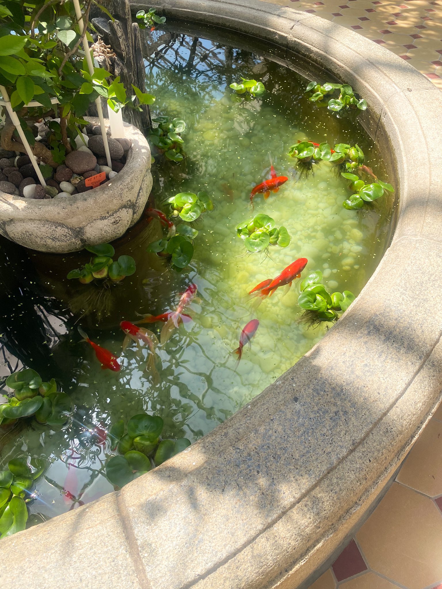 a highangle shot of a stone fountain filled with water, plants, and goldfish. the water appears slightly murky, and several goldfish are visible swimming around, some with long, flowing tails. green plants float on the surface. the fountain is made of a gray stone material and has a rounded shape. a plant pot sits on the side of the fountain. the fountain is located indoors on a tiled floor.