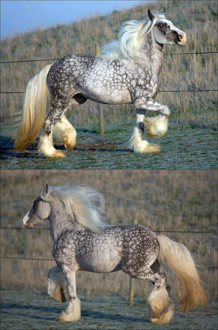 two images of a grey dappled draft horse with a long mane and feathered legs are shown in a splitscreen format. the horse is running in a pasture.
