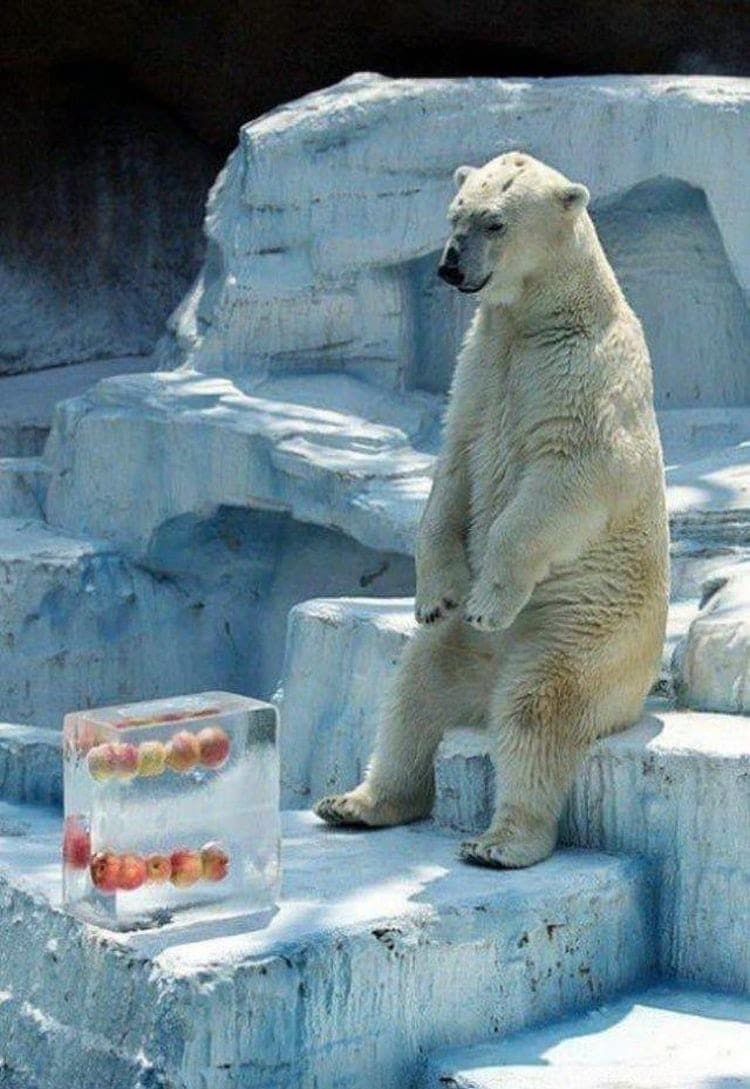 a polar bear sits on a snowy platform at the zoo, looking at a cube of ice with red fruit frozen inside. the polar bear is white with a thick coat of fur, and it is sitting in a relaxed posture. the ice cube is clear and the fruit is visible through the ice. the background is a snowy landscape with a few trees in the distance.
