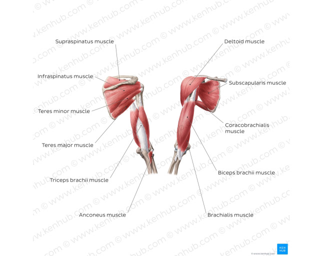 an anatomical illustration comparing the anterior and posterior muscles of the shoulder and upper arm, with detailed labels of the individual muscles.