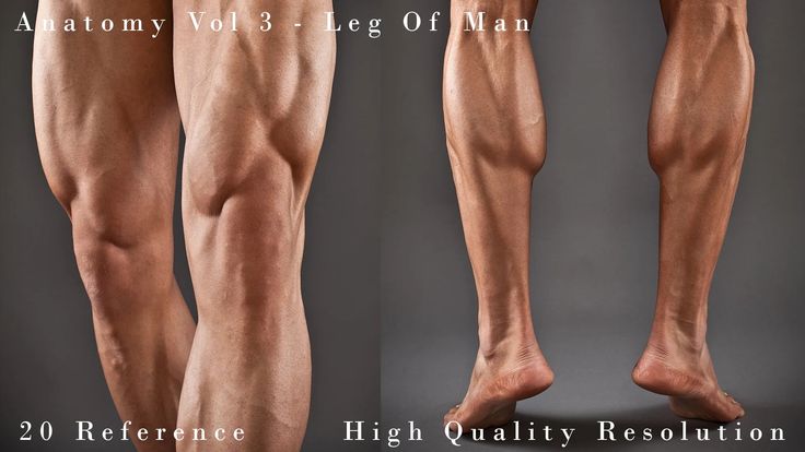 the image showcases the muscular anatomy of a man's legs from the front and back views, set against a neutral gray background. the man is likely a fitness model, highlighting the definition and structure of his leg muscles. the image is presented as a reference for artists, with the text emphasizing its high quality and resolution.