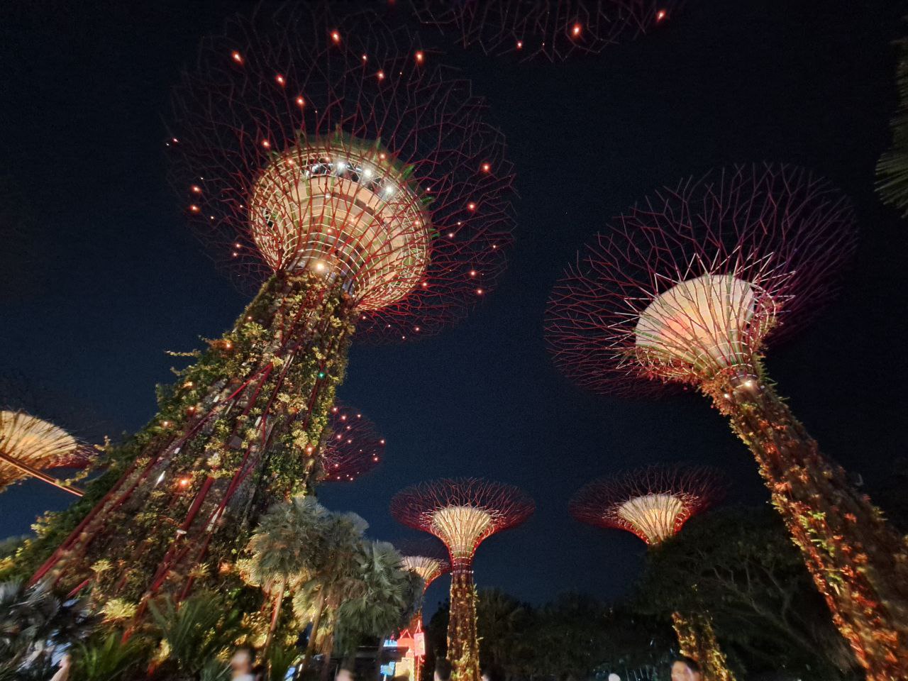 a night time view of the supertree grove at gardens by the bay in singapore. the tall, illuminated metal structures resemble trees and are covered in greenery.  the structures are lit up in various colors creating a vibrant and futuristic cityscape.