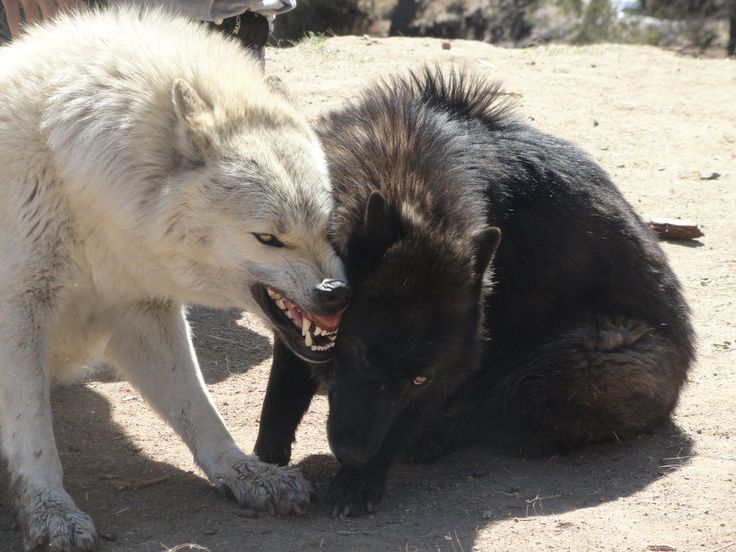 a white wolf with sharp teeth is showing its teeth in a threatening way to a black wolf. they are both standing on the ground with their fur standing on end. it looks like they are about to fight.