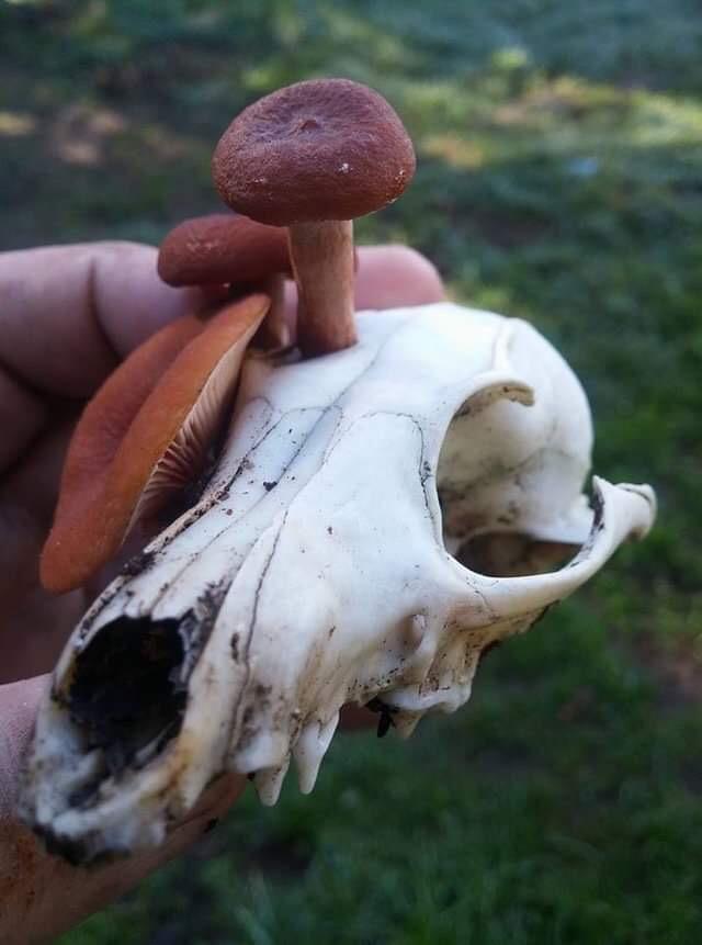 a close up of a small animal skull with three mushrooms growing out of the top of it. the mushrooms are brown and orange with white stems. the skull is white and weathered, with a dark patch on the lower jaw. the background is a blurred green of forest foliage.