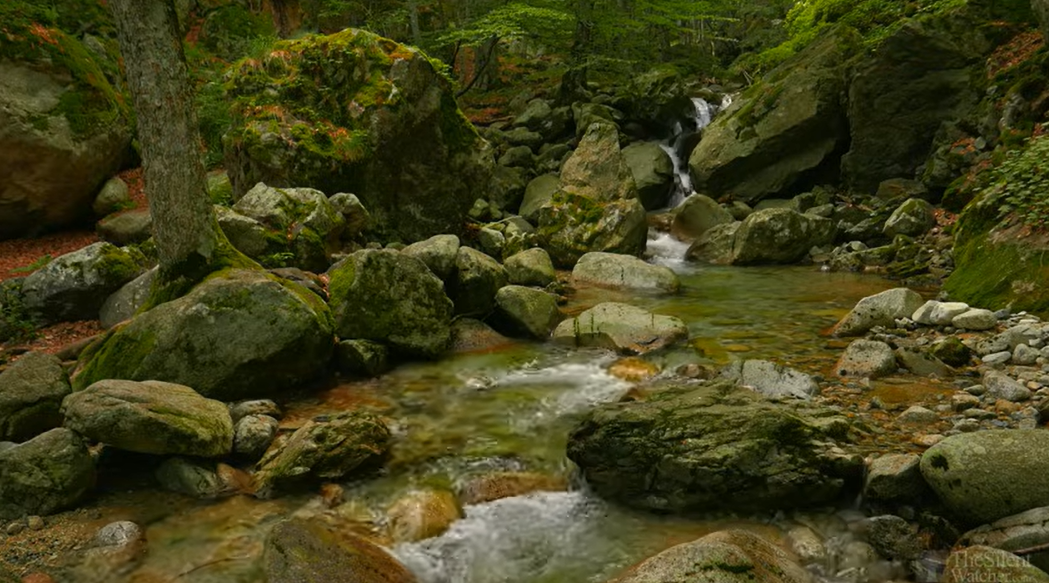 a stream of water flows through a lush green forest. the stream is surrounded by rocks and trees, and the ground is covered in moss. the water is clear and the rocks are covered in moss. the trees are tall and the leaves are green. the forest is peaceful and tranquil.
