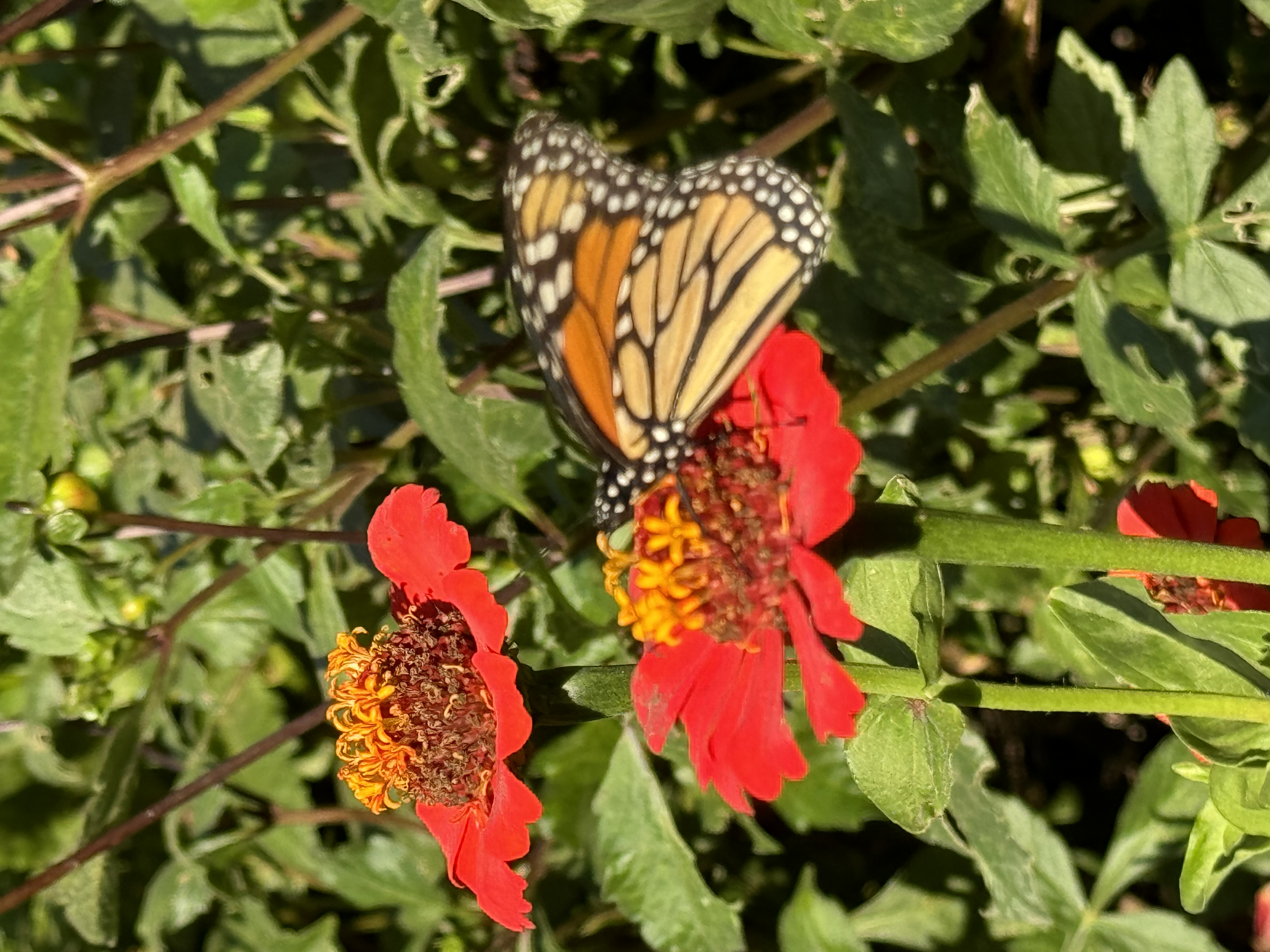 the image shows a monarch butterfly with open wings, perched on a bright red zinnia flower. the butterfly's wings display a pattern of orange, black, and white, while the flower boasts vibrant red petals and a yellow center. the surrounding environment is a lush garden, abundant with green foliage and bathed in natural, bright sunlight.