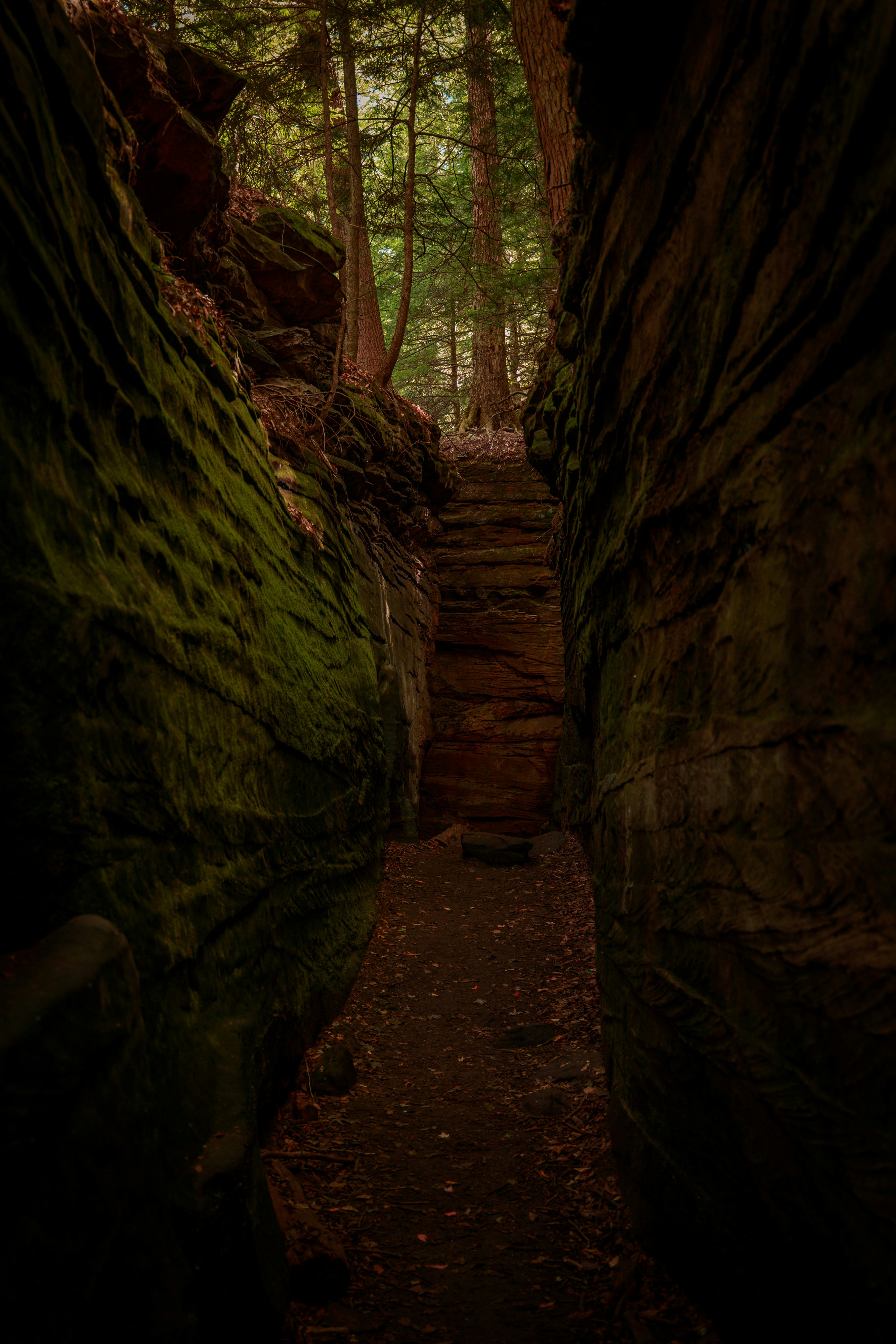 the image shows a narrow, mosscovered path through a tall, shadowed gorge. sunlight filters in through the top of the gorge, illuminating the trees above. the path is covered in fallen leaves, and the walls of the gorge are dark and damp.
