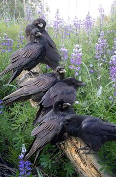 the image shows a group of ravens perched on a tree branch. there are at least six ravens visible in the image. they are black in color. the birds are surrounded by lupine flowers. the background is green and lush with vegetation. the lighting is soft and diffused.