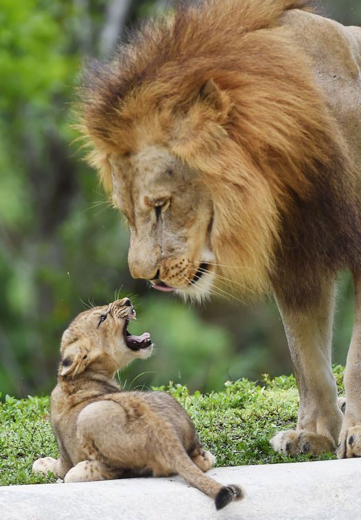 a majestic lion with a thick mane, looking down at a small lion cub with a roar, who is looking up at the large lion with its mouth open. they are both in a lush green jungle environment.