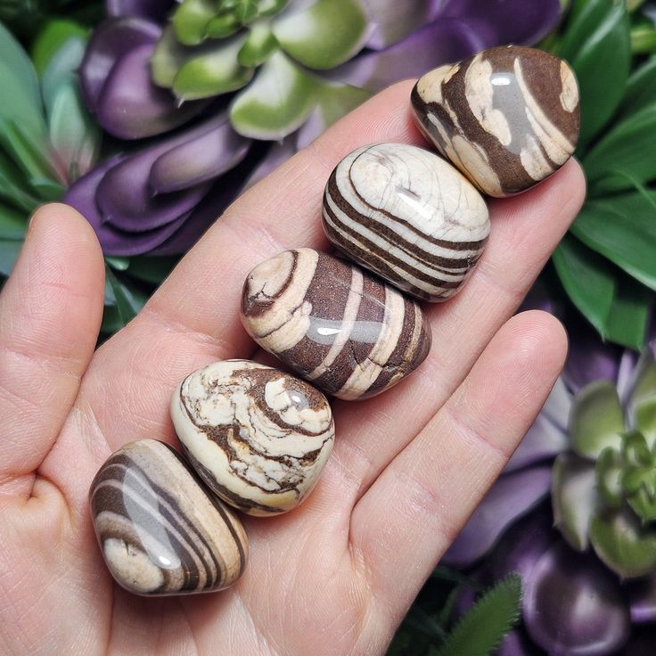 a hand holds six polished zebra jasper crystals. the background is a mix of green succulents and purple leafy plants.