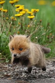 a young red fox kit runs through a grassy field with yellow wildflowers. the fox is very cute, with a soft orange and white coat, big brown eyes, and a pink nose. the fox looks like it's about to jump up, and its tail is straight out behind it.