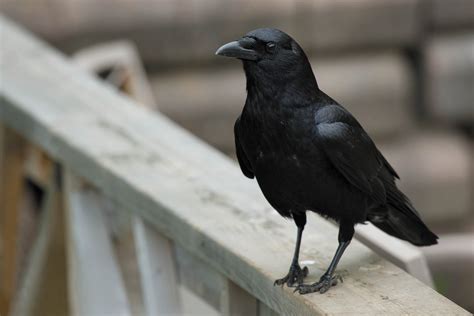 a closeup shot of a black crow sitting on a wooden railing. the bird has its black feathers fluffed up and its beak open slightly. it is looking at the camera with its dark eye visible. the background is blurred, and the crow is in focus. the railing is worn and weathered.